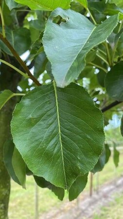 Pyrus calleryana 'Chanticleer' 12-14 Hoogstam draadkluit 2 X verplant - afbeelding 5