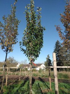 Pyrus calleryana 'Chanticleer' 12-14 Hoogstam draadkluit 2 X verplant - afbeelding 1