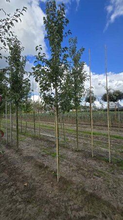 Pyrus calleryana 'Chanticleer' 14-16 Hoogstam wortelgoed 2 X verplant - afbeelding 2