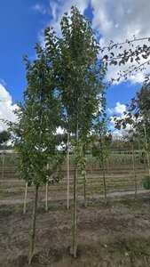 Pyrus calleryana 'Chanticleer' 18-20 Hoogstam draadkluit 3 X verplant - afbeelding 2