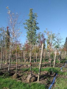 Pyrus calleryana 'Chanticleer' 18-20 Hoogstam draadkluit 3 X verplant - afbeelding 1