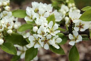 Pyrus c. 'Conference' (middel) 2jr. A kwal. wortelgoed struik - afbeelding 2