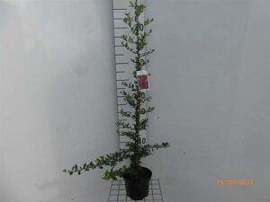 Pyracantha cocc. 'Red Column' 60-80 cm cont. 2,0L - afbeelding 4