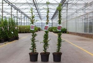 Pyracantha cocc. 'Red Column' 60-80 cm cont. 3,0L