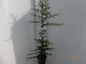 Pyracantha 'Golden Charmer' 60-80 cm cont. 2,0L - afbeelding 5