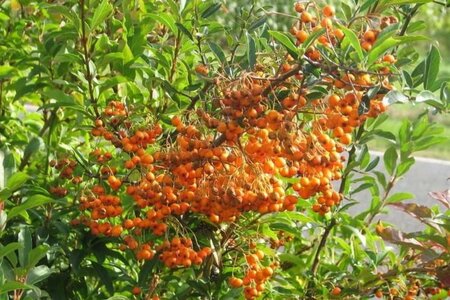 Pyracantha 'Orange Glow' 60-80 cm cont. 2,0L - afbeelding 1