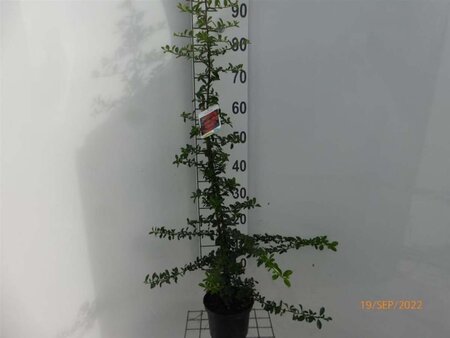 Pyracantha 'Orange Glow' 60-80 cm cont. 2,0L - afbeelding 5