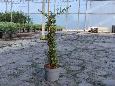 Pyracantha 'Soleil d'Or' 150-175 cm cont. 10L