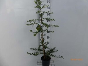 Pyracantha 'Soleil d'Or' 60-80 cm cont. 2,0L - afbeelding 2