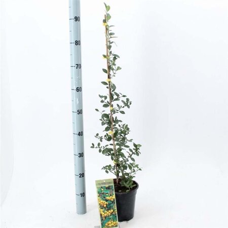 Pyracantha 'Soleil d'Or' 70 cm vierkant 2L - afbeelding 1