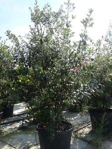 Quercus ilex 175-200 cm cont. 70L meerstammig - afbeelding 2