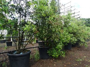 Quercus ilex 175-200 cm cont. 70L meerstammig