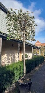 Quercus ilex 18-20 Hoogstam container SCHERM,br150xh180 200 cm stam - afbeelding 2