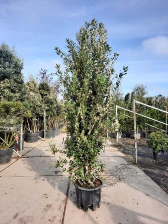 Quercus ilex 200-250 cm cont. 45L meerstammig - afbeelding 2