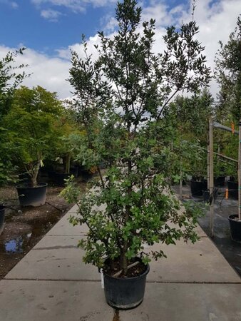 Quercus ilex 200-250 cm container meerstammig - afbeelding 1