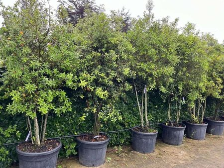 Quercus ilex 200-250 cm container meerstammig - afbeelding 5