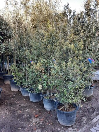 Quercus ilex 200-250 cm container meerstammig - afbeelding 2