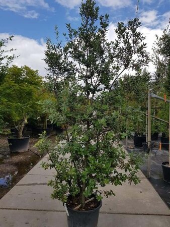 Quercus ilex 200-250 cm container meerstammig - afbeelding 6