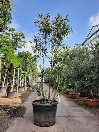 Quercus ilex 200-250 cm container meerstammig - afbeelding 3