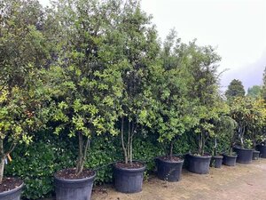 Quercus ilex 250-300 cm container meerstammig - afbeelding 6