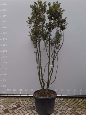 Quercus ilex 250-300 cm container meerstammig - afbeelding 6