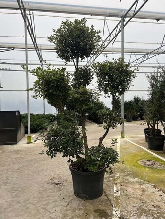 Quercus ilex 250-300 cm container meerstammig - afbeelding 1