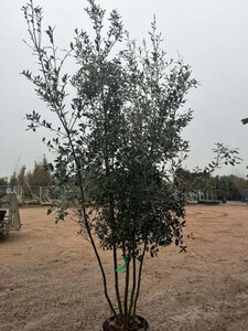 Quercus ilex 250-300 cm container meerstammig - afbeelding 2