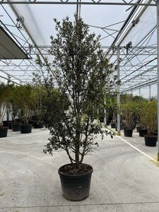 Quercus ilex 250-300 cm container meerstammig - afbeelding 3