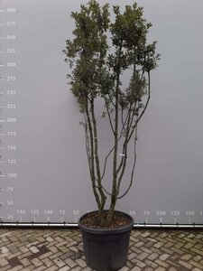 Quercus ilex 250-300 cm container multi-stem - image 6