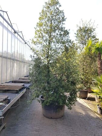 Quercus ilex 350-400 cm container meerstammig - afbeelding 11