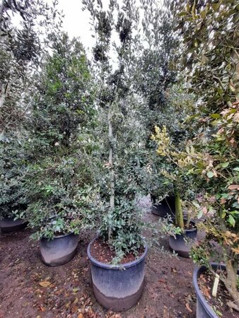 Quercus ilex 350-400 cm container meerstammig - afbeelding 15