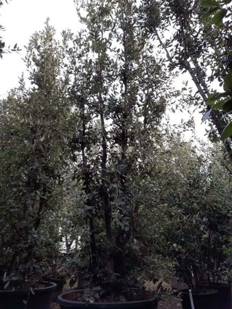 Quercus ilex 350-400 cm container meerstammig - afbeelding 16