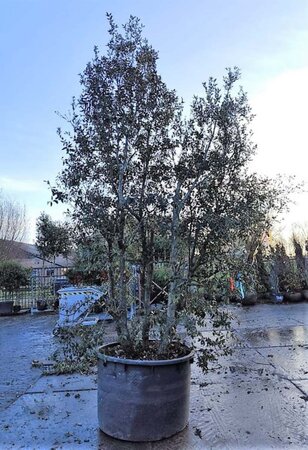 Quercus ilex 350-400 cm container meerstammig - afbeelding 17