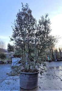 Quercus ilex 350-400 cm container meerstammig - afbeelding 17