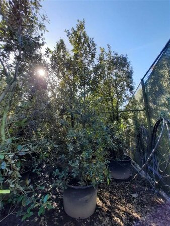 Quercus ilex 350-400 cm container meerstammig - afbeelding 18