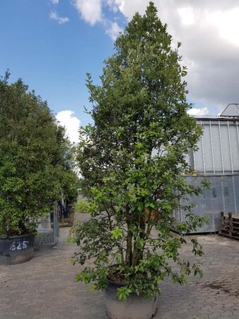 Quercus ilex 350-400 cm container meerstammig - afbeelding 19