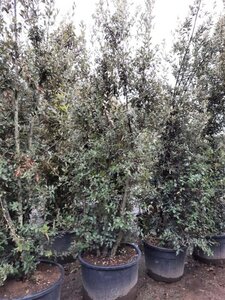 Quercus ilex 350-400 cm container meerstammig - afbeelding 20