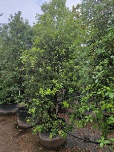 Quercus ilex 350-400 cm container meerstammig - afbeelding 21