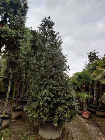 Quercus ilex 350-400 cm container meerstammig - afbeelding 22