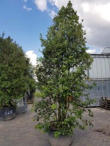 Quercus ilex 350-400 cm container meerstammig - afbeelding 12