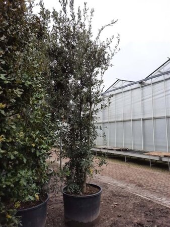 Quercus ilex 350-400 cm container meerstammig - afbeelding 25