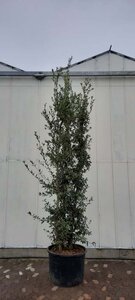 Quercus ilex 350-400 cm container meerstammig - afbeelding 14