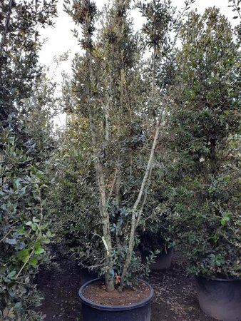 Quercus ilex 350-400 cm container meerstammig - afbeelding 13