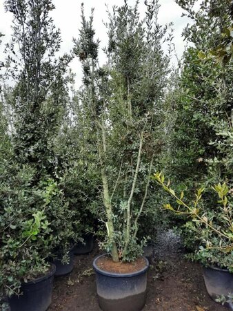 Quercus ilex 350-400 cm container meerstammig - afbeelding 2