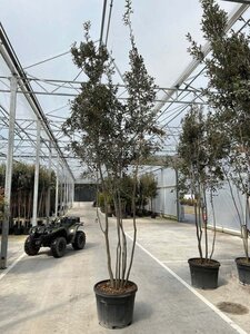 Quercus ilex 350-400 cm container meerstammig - afbeelding 1