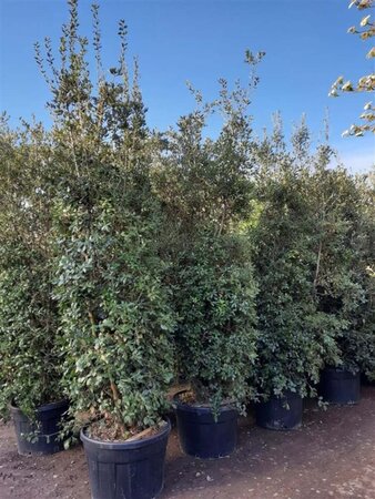 Quercus ilex 350-400 cm container meerstammig - afbeelding 4