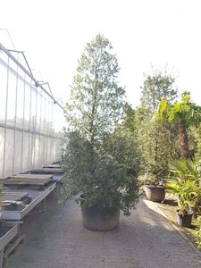 Quercus ilex 350-400 cm container meerstammig - afbeelding 5