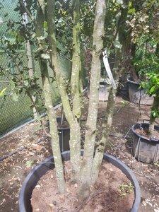 Quercus ilex 350-400 cm container meerstammig - afbeelding 7