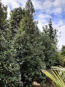 Quercus ilex 350-400 cm container meerstammig - afbeelding 8