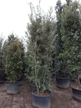 Quercus ilex 350-400 cm container meerstammig - afbeelding 9